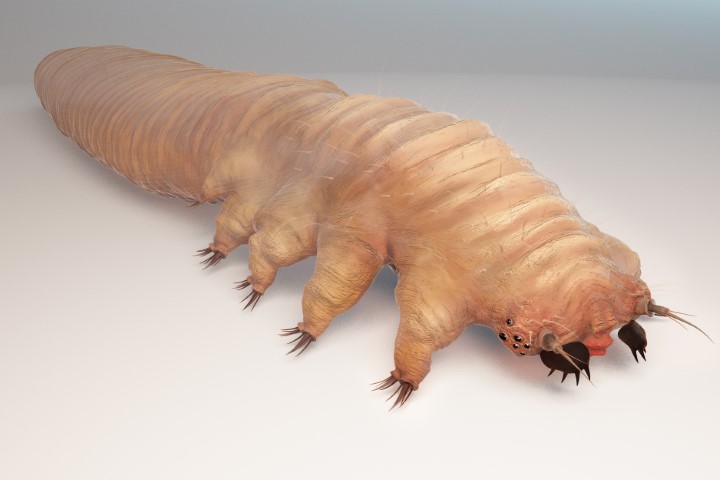 蠕形蟎蟲（Demodex）